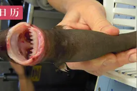 虎鲸和人类都敢咬！这可能是史上最不忌口的鲨鱼图片