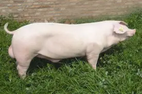 这7只猪都是从国外引进的，主要做种猪，大家没养过一定听说过图片