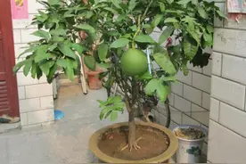 这3种“水果籽”吃完别扔，盆土里埋“7天”成盆栽，来年吃不完图片