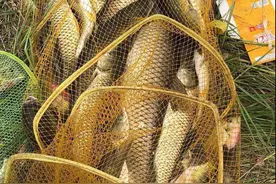 钓鱼要学会养窝，鱼儿越聚越多，体验连竿的感觉图片