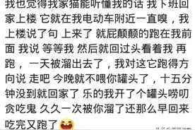 我妈骂我家猫不干活，它直接抓了一窝老鼠，却被我妈狠揍了一顿图片