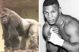 泰森找死？竟然贿赂饲养员7万，要求进入笼中教训银背大猩猩图片