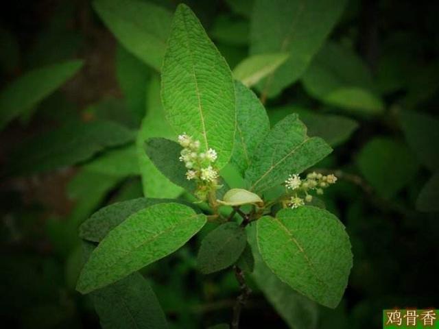 中药材鸡骨香