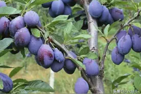 原产自美国，2年就能结果，长得酷似李子，国内种植却卖不上价图片