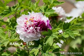 四月六日，菏泽牡丹次第开放，清明时节游人渐增图片