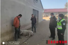 长深高速上羊跳车“逃跑” 却被人“顺手牵羊”！图片