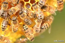 ​出口没人要，国内销不掉，蜂蜜销售之路已到尽头？商机也很明显图片