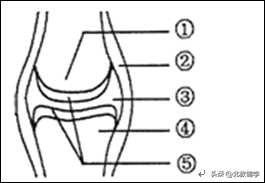 「中考·生物」冲刺中考，初中生物100道高频易错题！附答案~