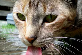 都是舔水喝，狗和猫有什么区别？图片