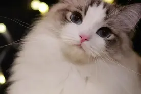 布偶猫：美貌+100000 智商-200000图片