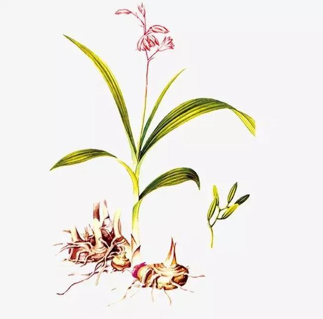 说说姓“白”的中药材——白蔹、白及、白蒺藜和白僵蚕