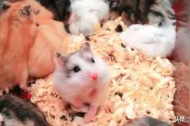 仓鼠，像扭转的魔方，每一面都可爱得不一样图片