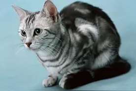 美国短毛猫体重各阶段会不同，能维持正常标准，保证健康就好图片