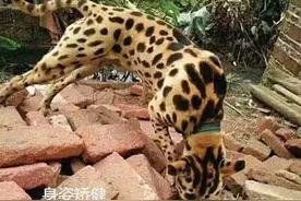 两万块买了一只“豹犬”，大爷开心坏了，听完医生的话却失声痛哭图片