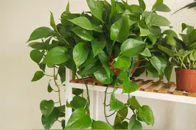 夏养懒人植物绿萝，水培该调整哪里？抓住"3要点"枝叶繁茂图片