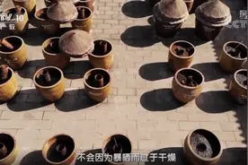 赞！中坝酱油再上央视《家乡至味》，这个中华老字号真牛图片