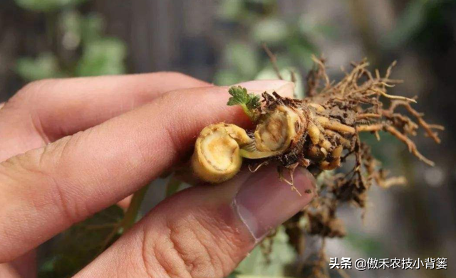 作物根系不良、长势差，使用哪种生根剂促根、缓苗、壮棵效果好？