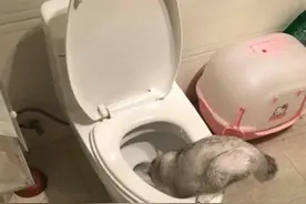 主人每天抱着猫咪亲亲抱抱举高高，后来看见这一幕，再也不亲它了图片