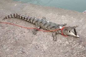 鳄鱼被非法放生进河北一景区：鳄鱼已死亡，被捕捞上岸图片