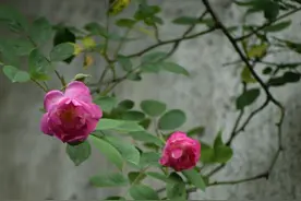 散文：中年回首，人生不过如此图片