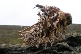 男子海边发现面目狰狞怪物，靠近后，男子却如获至宝高兴得跳起来图片