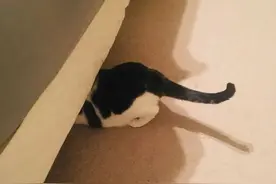 猫咪的迷惑行为“躲猫猫”：一定要装作看不见才行图片