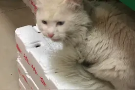 请对流浪猫友好一点，它们主动接近人类只是为了活下去图片