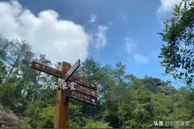 大红袍母树万人敬仰，鬼洞不计其数的“母树”却寂寂无名图片