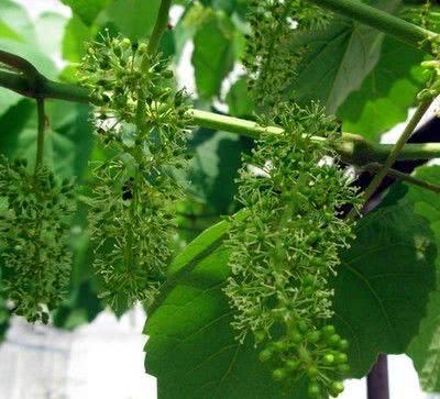 自己就能配制的氨基酸叶面肥，产量翻倍