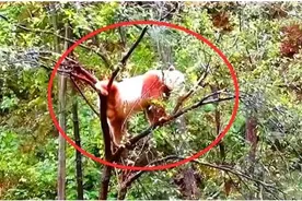 我国秦岭地区发现新“神兽”，全世界只有一只，各国都非常羡慕图片