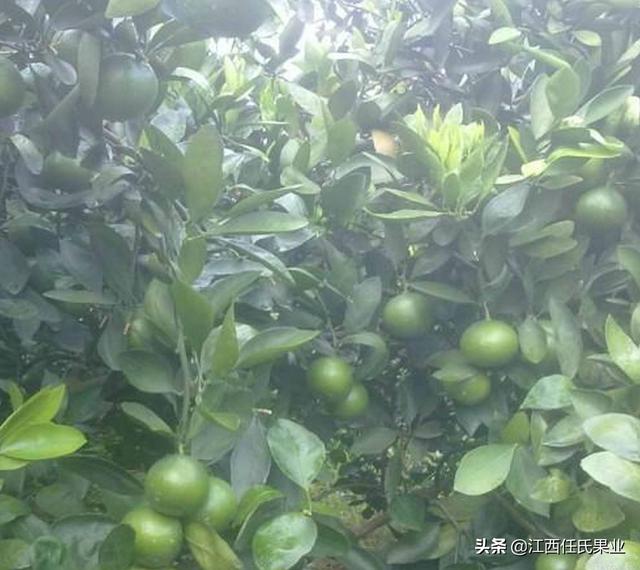 泰国青柚国内种植发展趋势！发展前景怎么样！潜力空间有多大