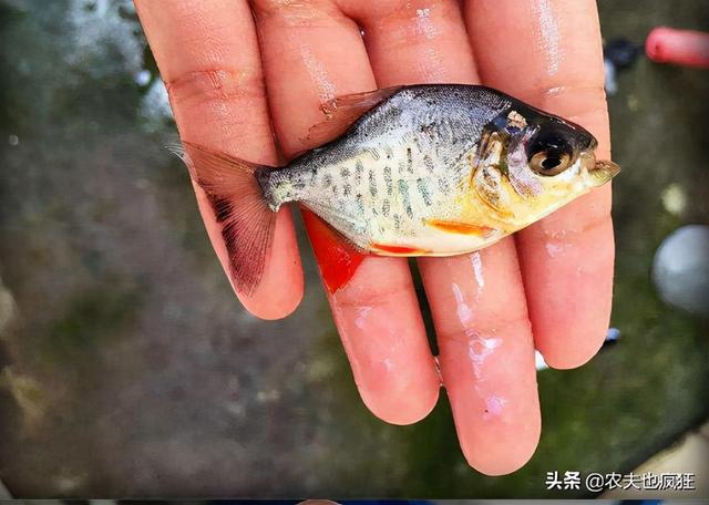 红鲳鱼多少钱一斤(长得像食人鱼) - 投稿 - 鸿芝号