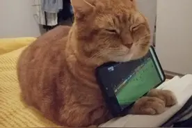 30张温暖美好的图片证明：猫咪就像小天使，默默守护身边的人图片