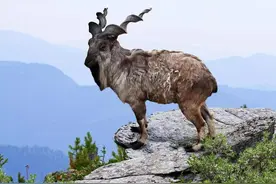 奇怪的地球生物图片