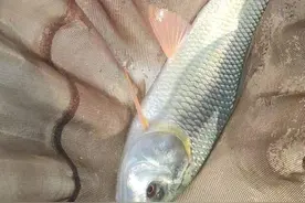 江西一水库出现大量“怪鱼”，像鲤鱼和草鱼结合体，外来物种？图片