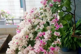 想给三角梅修剪，掐准“时机”狠狠剪，新芽抢着冒，一次开爆花图片