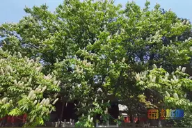 正值花期，花似宝塔，亭亭如盖！七叶树？“菩提树”？答案来啦！图片