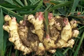 学习 | 切块生姜放水里，3天发芽，半年结出一桶姜图片
