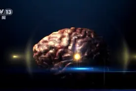 基因组如何参与人类进化过程？看科学家揭秘大脑发育模式→图片