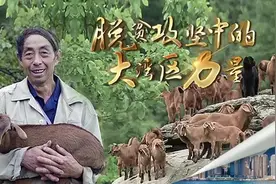 脱贫攻坚丨港资助“亚洲第一羊”走出巴蜀大山图片