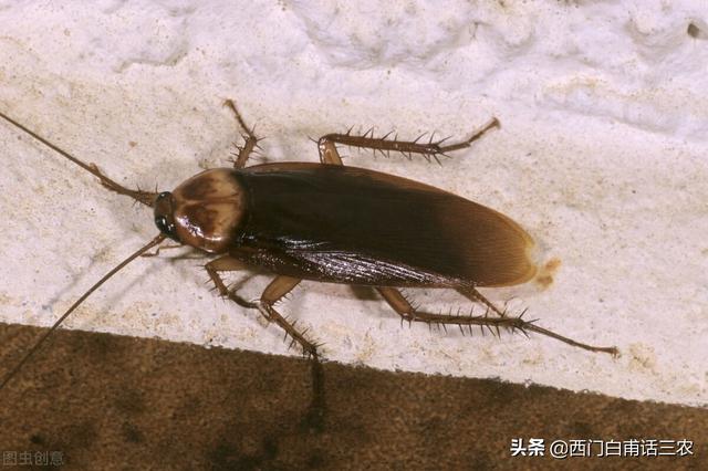 蟑螂是怎么繁殖的 蟑螂是怎么繁殖的视频_品学知识网