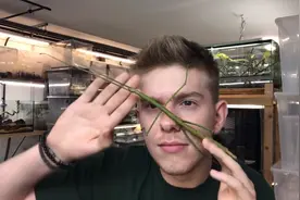 交配时间达到79天！作为世界最长的昆虫，甚至还能孤雌生育下一代图片