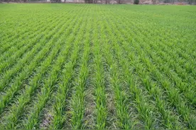 寿县晚播稻茬麦种植技术图片