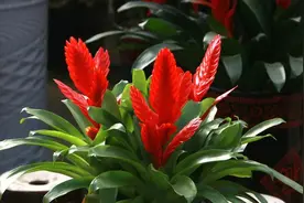 这五种富贵花！家里养一盆，一年四季吉祥如意迎好运图片
