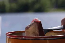 鲱鱼罐头再登热搜，臭味美食为何总有人觉得香？图片