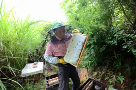 竹缘现场参观取蜜摇蜜有感图片