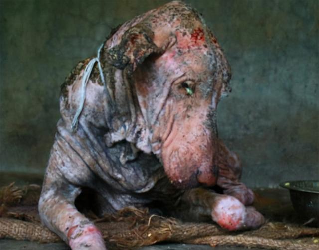 吸血怪兽卓柏卡布拉(吸血怪兽卓柏卡布拉真的存在吗)-第13张图片