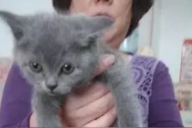 买了一只小蓝猫送给奶奶，一年后再见时，擦了擦眼睛：这还是猫？图片