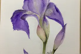 手绘美丽的鸢尾花，步骤简单又有趣，快来试试图片