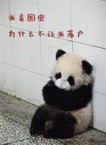 外地户口，没有学历，如何落户成都？